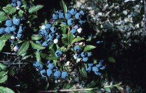 blueberry-300x192-1655132