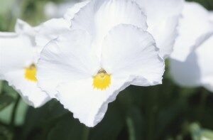 flower-300x197-1705768