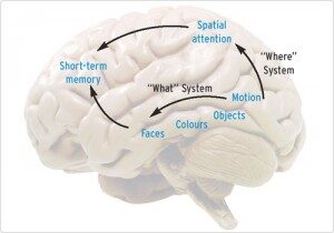memory-brain-300x210-8918907