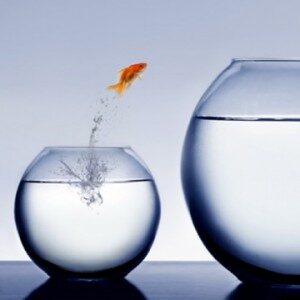 fish-300x300-2679389