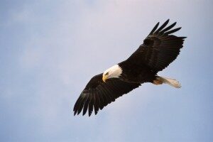 eagle4-300x200-4540446