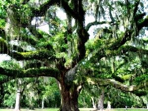 oak-300x225-5281677