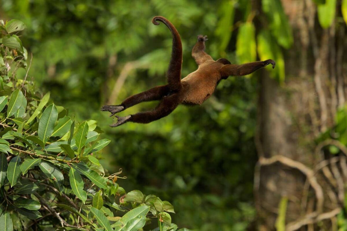The Last Monkey Jumping