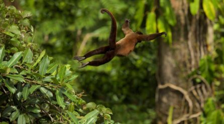 The Last Monkey Jumping