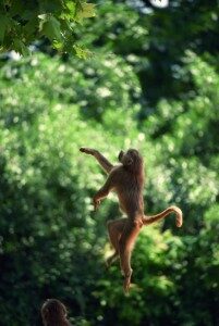 monkey-201x300-7610112