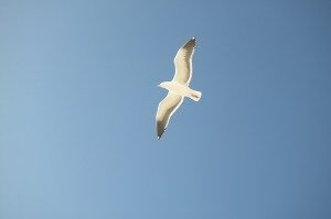 sea-gull-300x199-9916617