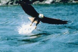 eagle-300x200-7245618